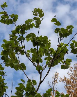 Bauhinia Purpurea
