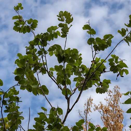 Bauhinia Purpurea