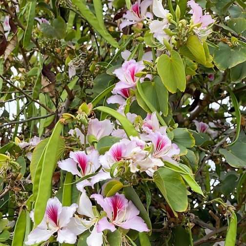 Bauhinia Purpurea - Image 3