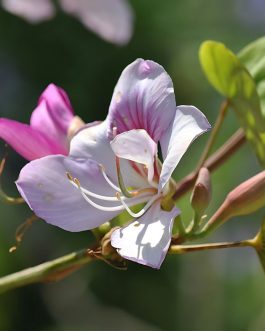 Bauhinia Purpurea