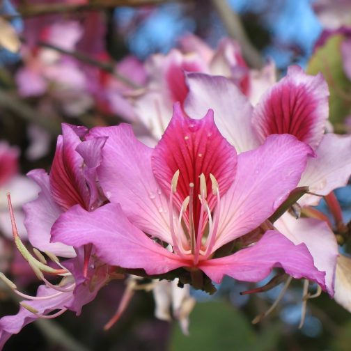 Bauhinia Blakeana - Image 3