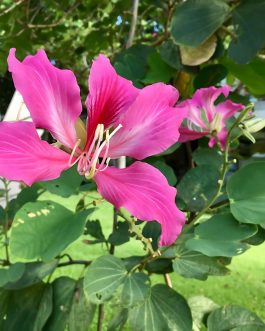 Bauhinia Blakeana