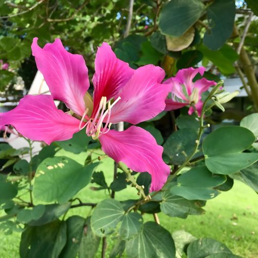 Bauhinia Blakeana