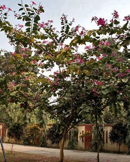 Bauhinia Blakeana