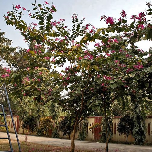 Bauhinia Blakeana - Image 2