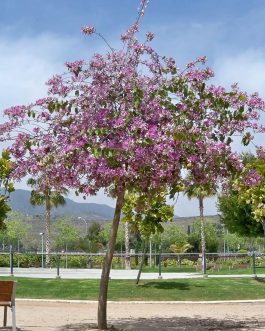 Bauhinia Varigata