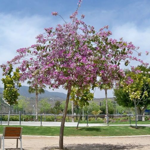 Bauhinia Varigata