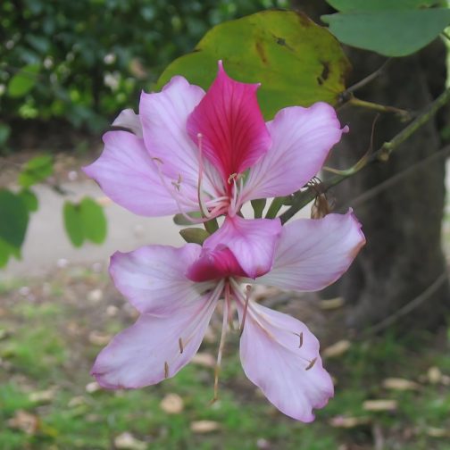 Bauhinia Varigata - Image 3