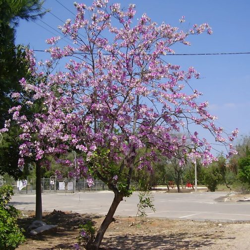 Bauhinia Varigata - Image 2