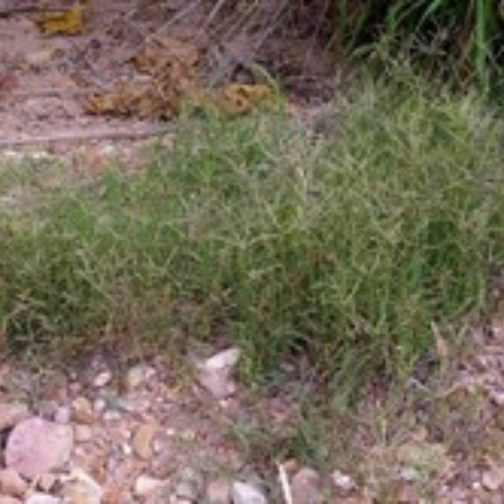 CYNODON SPP - Image 3