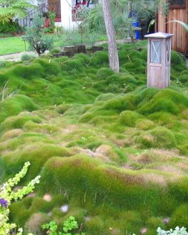 ZOISIA TENUIFOLIA,CARPET