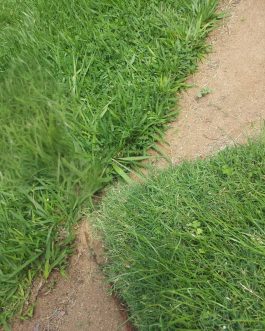ZOISIA TENUIFOLIA,CARPET